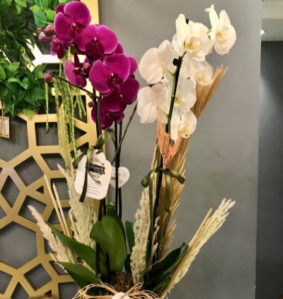 beyaz ve pembe lisyantuslardan oluşan kutu aranjman Çiçeği & Ürünü 2 Renk, 4 Dallı Orkide 