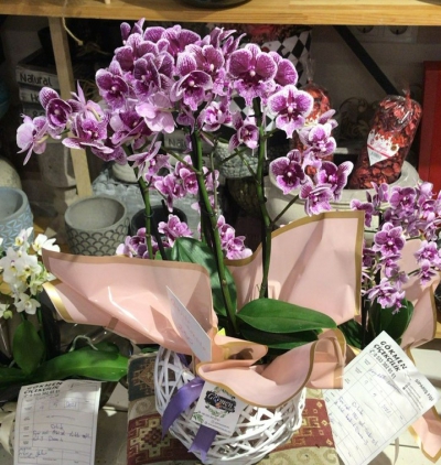 kırmızı gül buketi Çiçeği & Ürünü Sepette Mini Orkide 