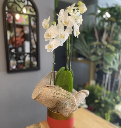 seramik helen kafa İçerinde orkide ve kırmızı güller Çiçeği & Ürünü 3 Dallı Dekoratif Saksıda Beyaz Orkide 