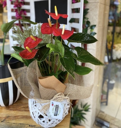 beyaz ve pembe lisyantuslardan oluşan kutu aranjman Çiçeği & Ürünü Sepette Kırmızı Antoryum 