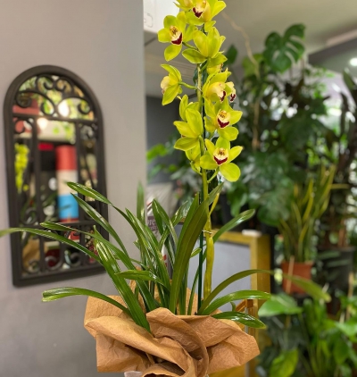 dekoratif saksıda 3 dallı beyaz orkide Çiçeği & Ürünü Yeşil Renk İthal Orkide 