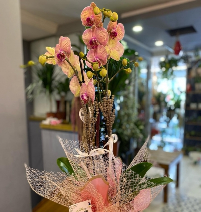  Antalya Çiçek Siparişi Saksıda Pembe Orkide