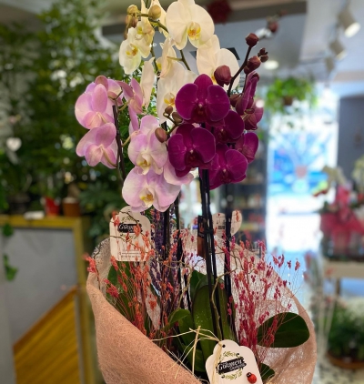 10 kırmızı gül ve 2 tablet Çikolata aranjman Çiçeği & Ürünü 3 Renkli 6 Dallı Saksıda Orkide 